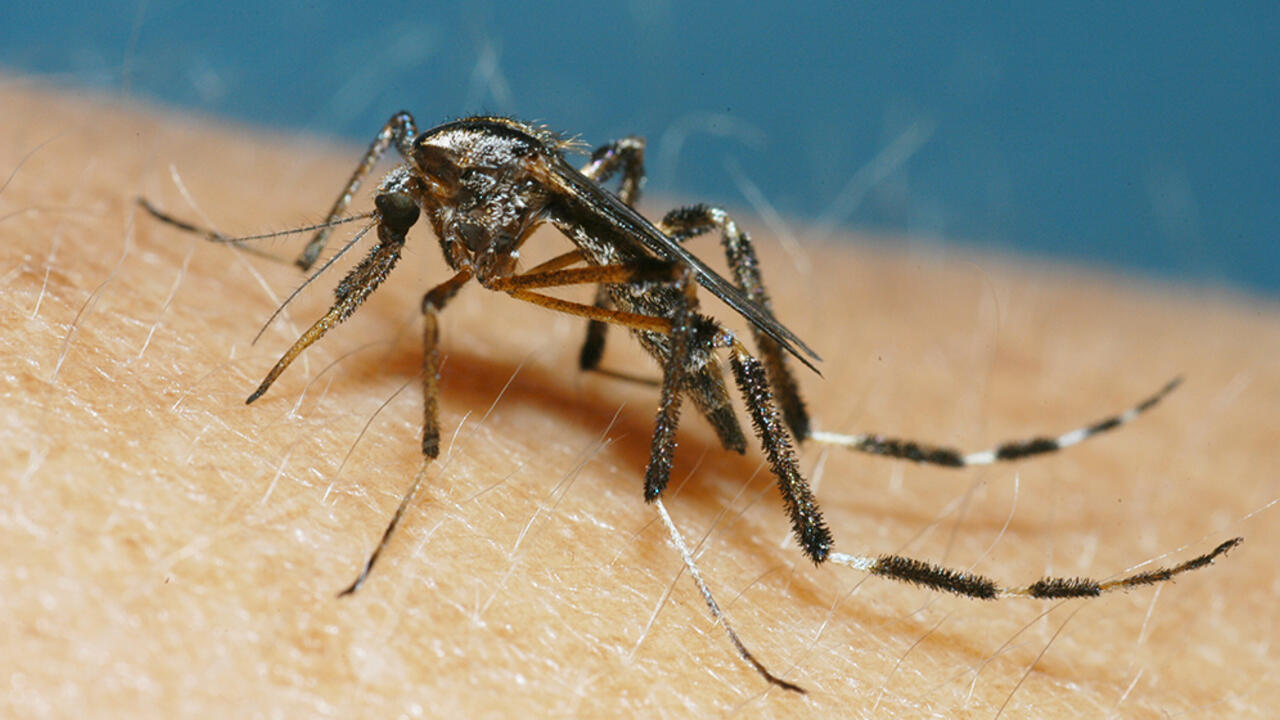 A mosquito sits on a person's arm.
