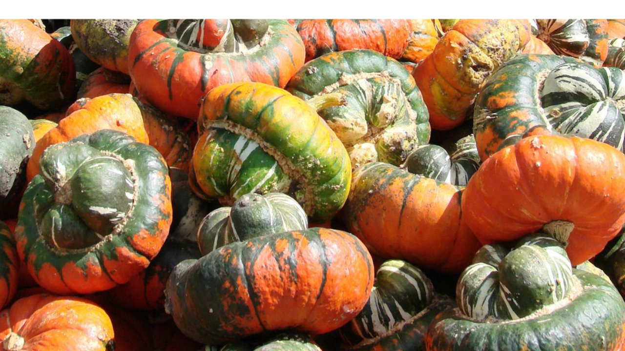 Turban Squash