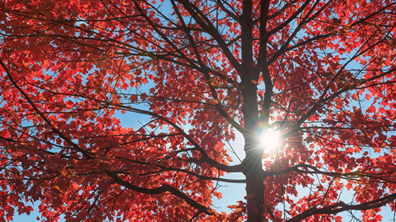 Sun shining through red maple tree branches