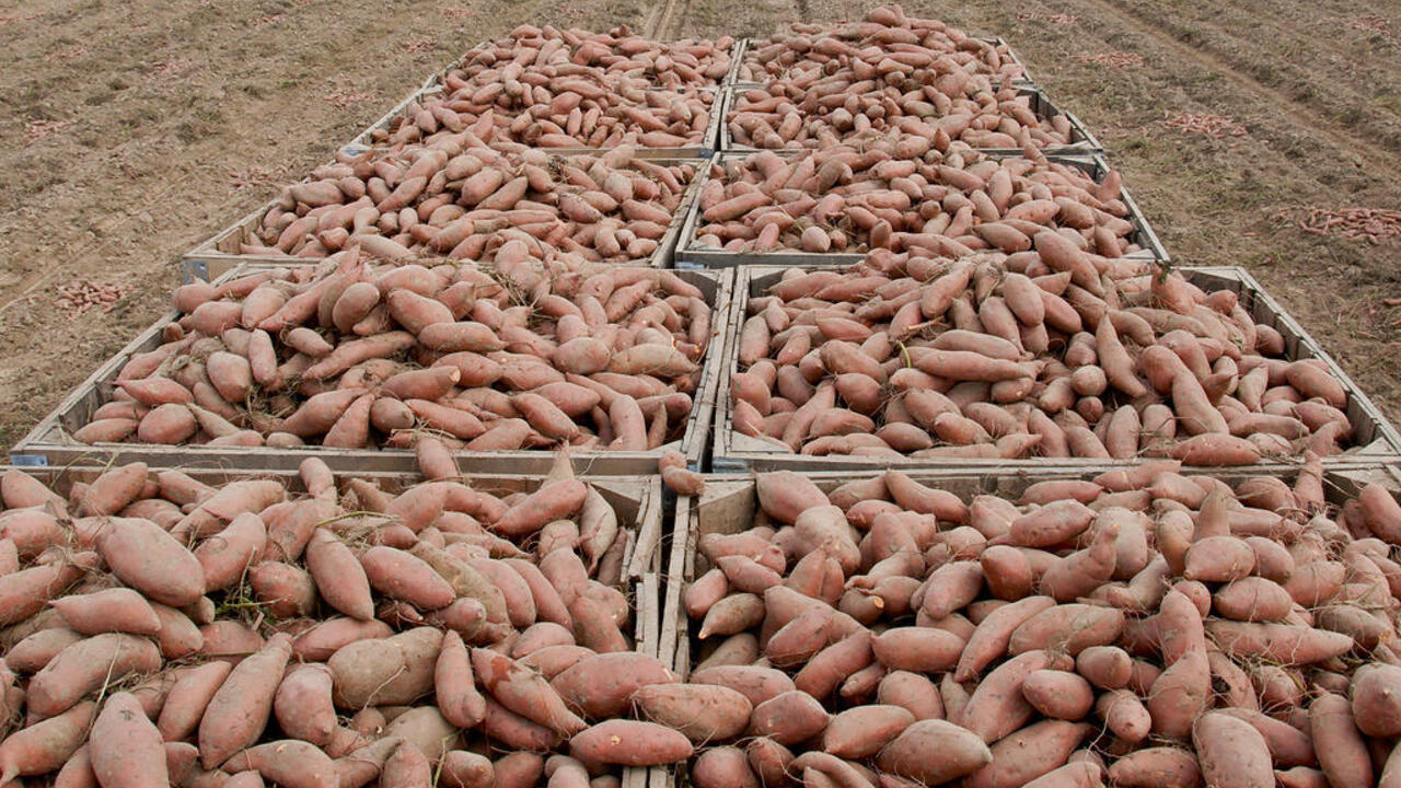 A bin of sweet potatoes sitting in a field harvested from Edmonson Farm in Vardaman, MS