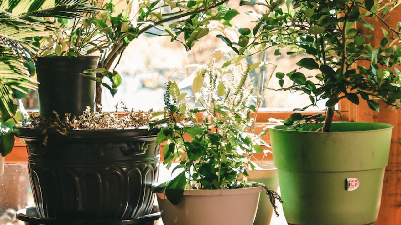 A group of house plants sitting next to a window. 