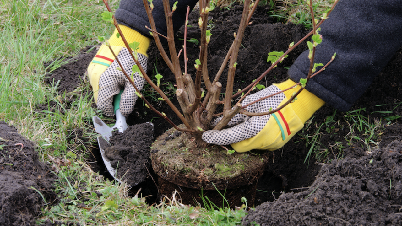 A person with yellow gloves on planting a shrub.