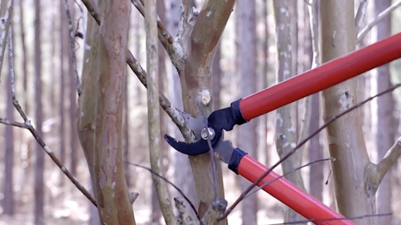 A red pruning tool cutting a branch.