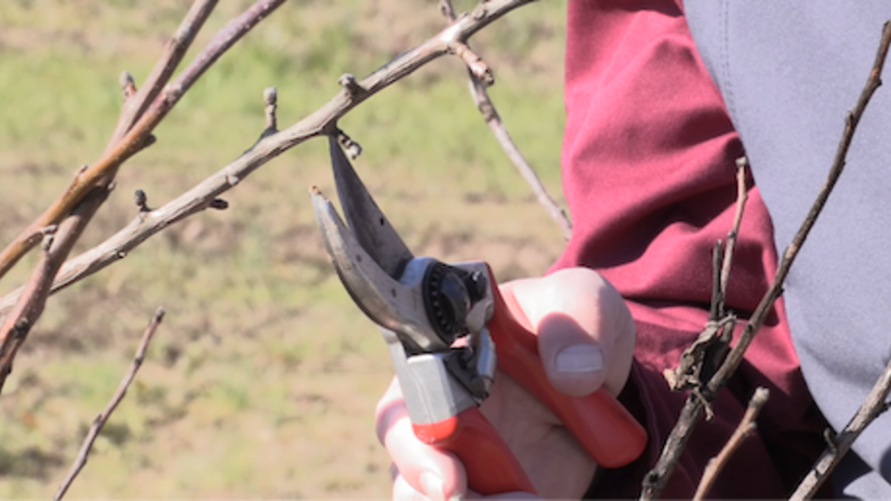 A person pruning a tree branch with red shears.