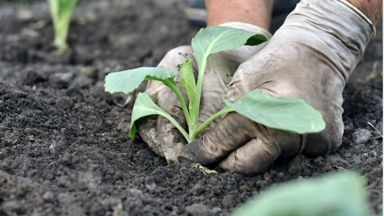 A closeup of a person with white gloves planting cabbage.