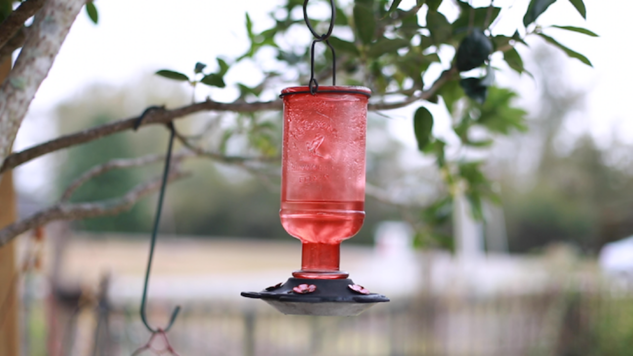 A red bird water feeder hanging on a tree. 