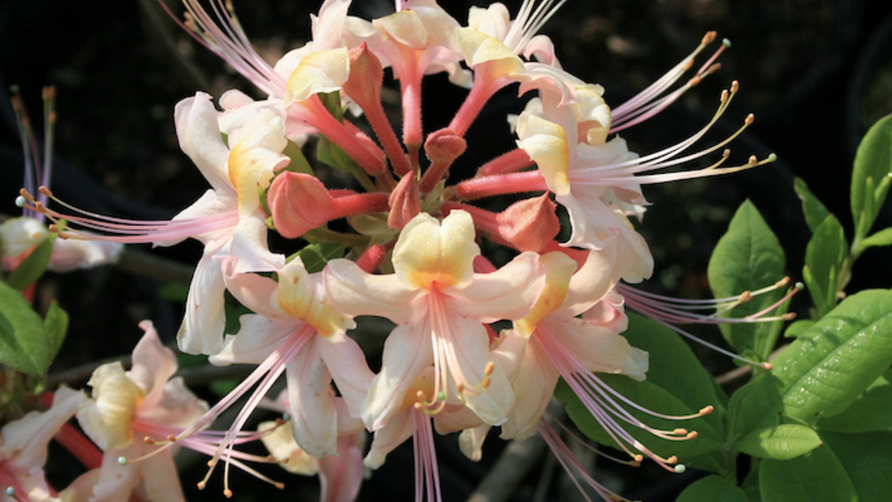 A light pink native azalea. 