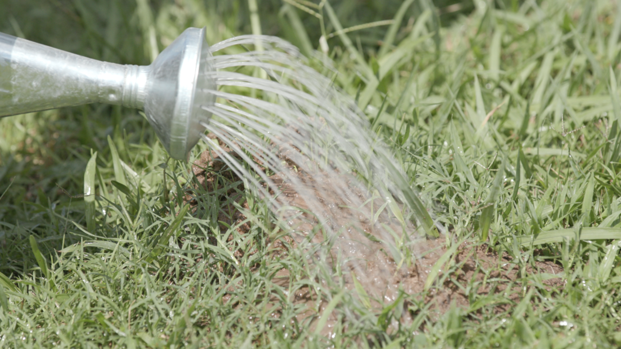 Liquid drench is poured from a watering can on a fire ant bed.
