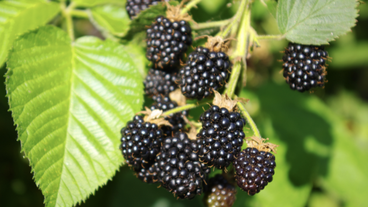 A cluster of blackberries on a bush. 