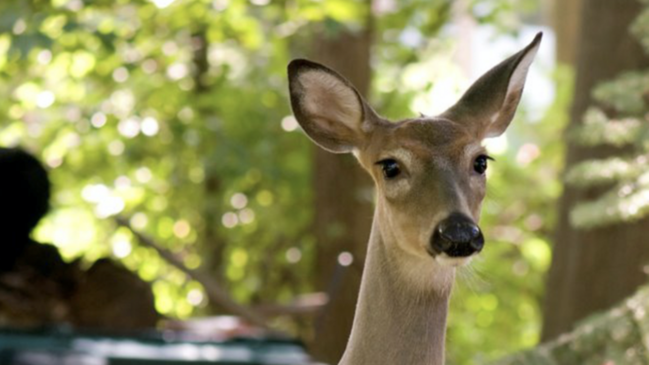 A close-up of a white-tail deer's face.