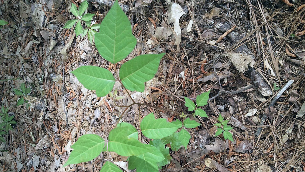 A poison ivy vine.