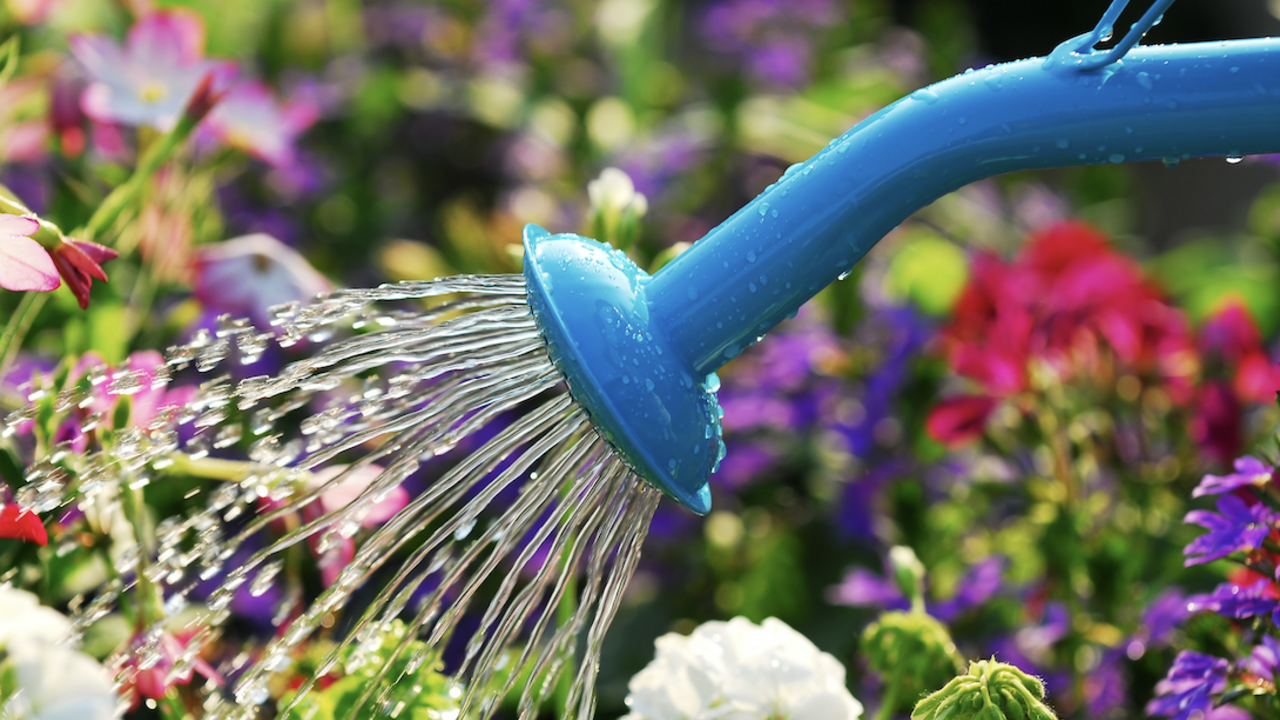 Watering colorful flowers with a blue watering can.