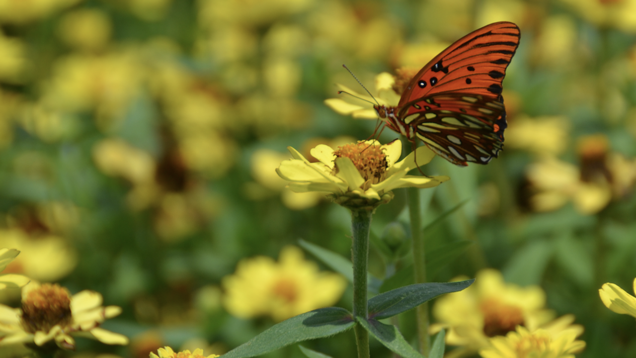 An orange butterfly on a yellow flower.