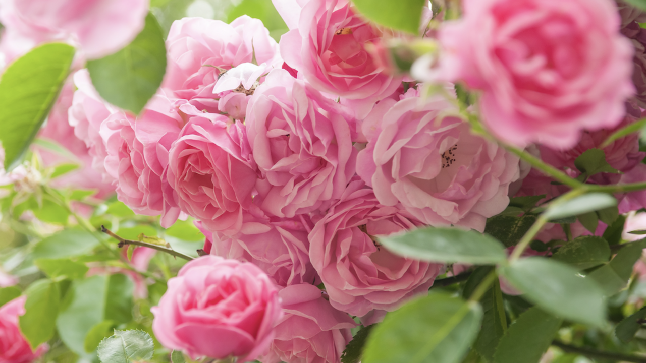 A cluster of bright pink roses.