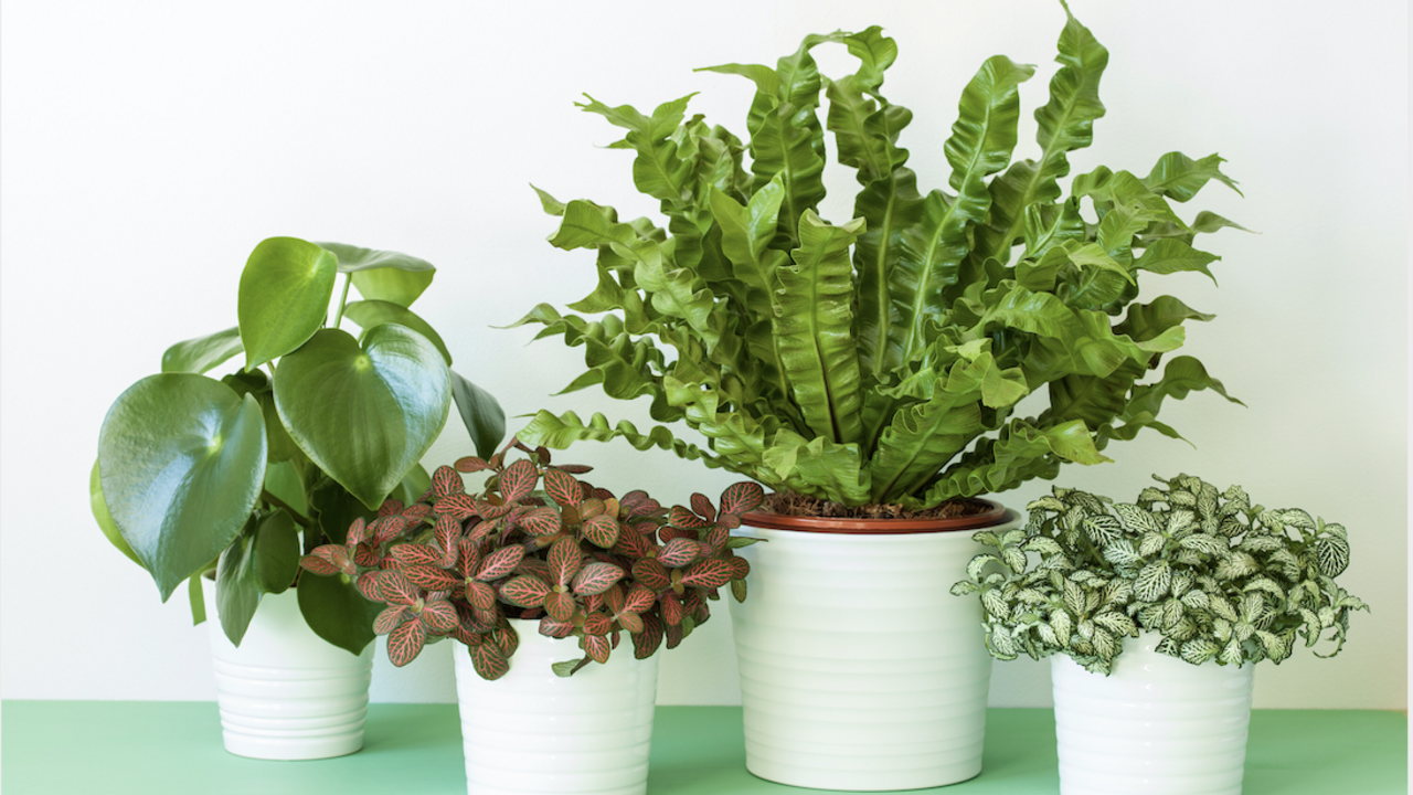 Four house plants in white pots.