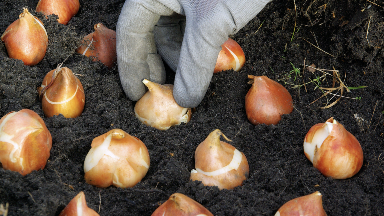 A hand with a a grey glove on planting a series of bulbs in the soil. 