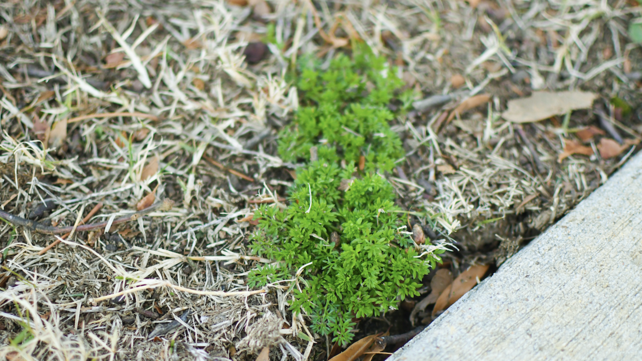 Bright green burweed in a patch of dead grass.