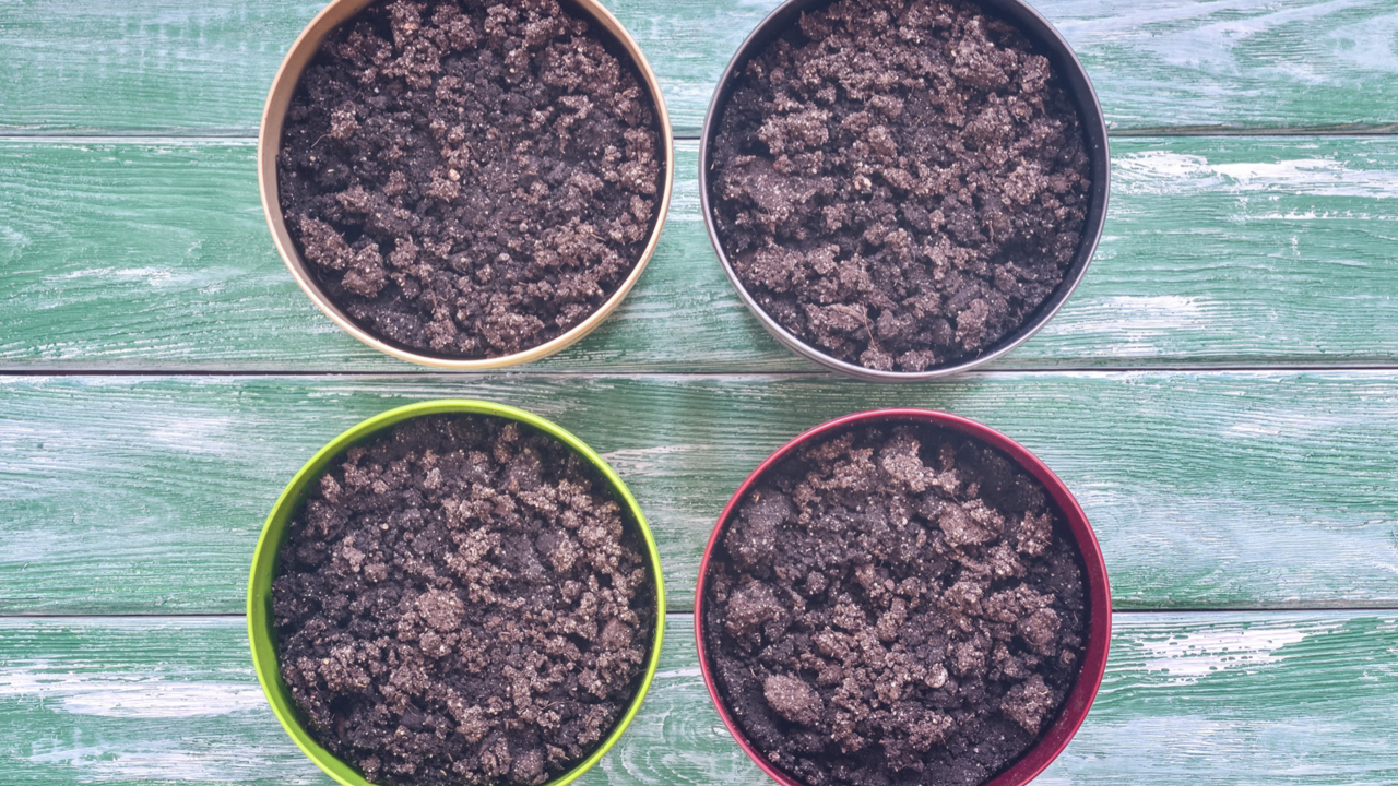 Four pots of soil on a blue background.