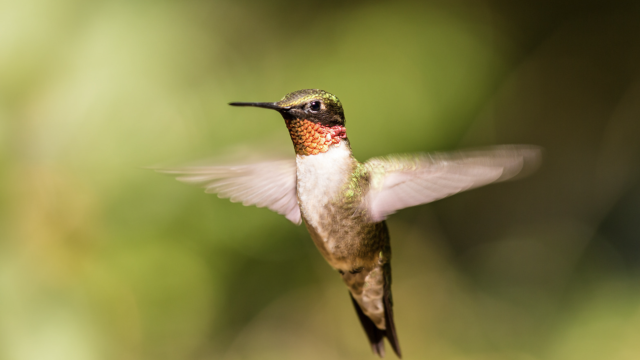 A ruby-throated hummingbird.