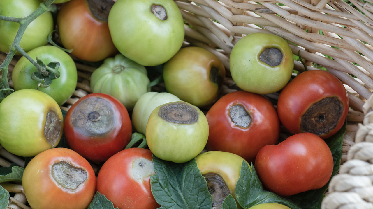 Red and green tomatoes with blossom end rot.
