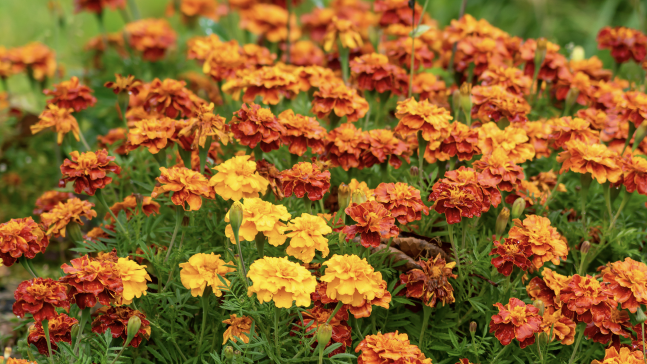 A field of orange and yellow marigolds.