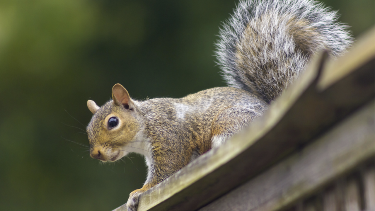 A squirrel on wood railing.