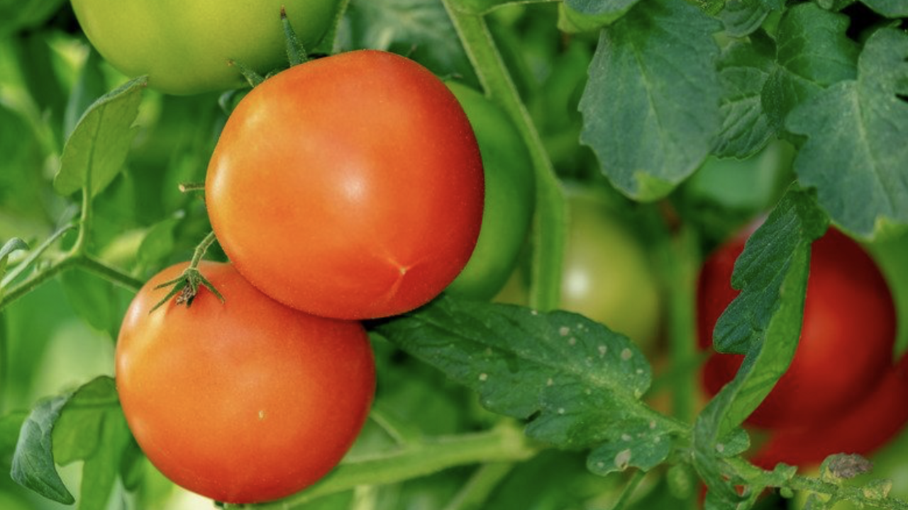 Tomatoes growing on a vine.