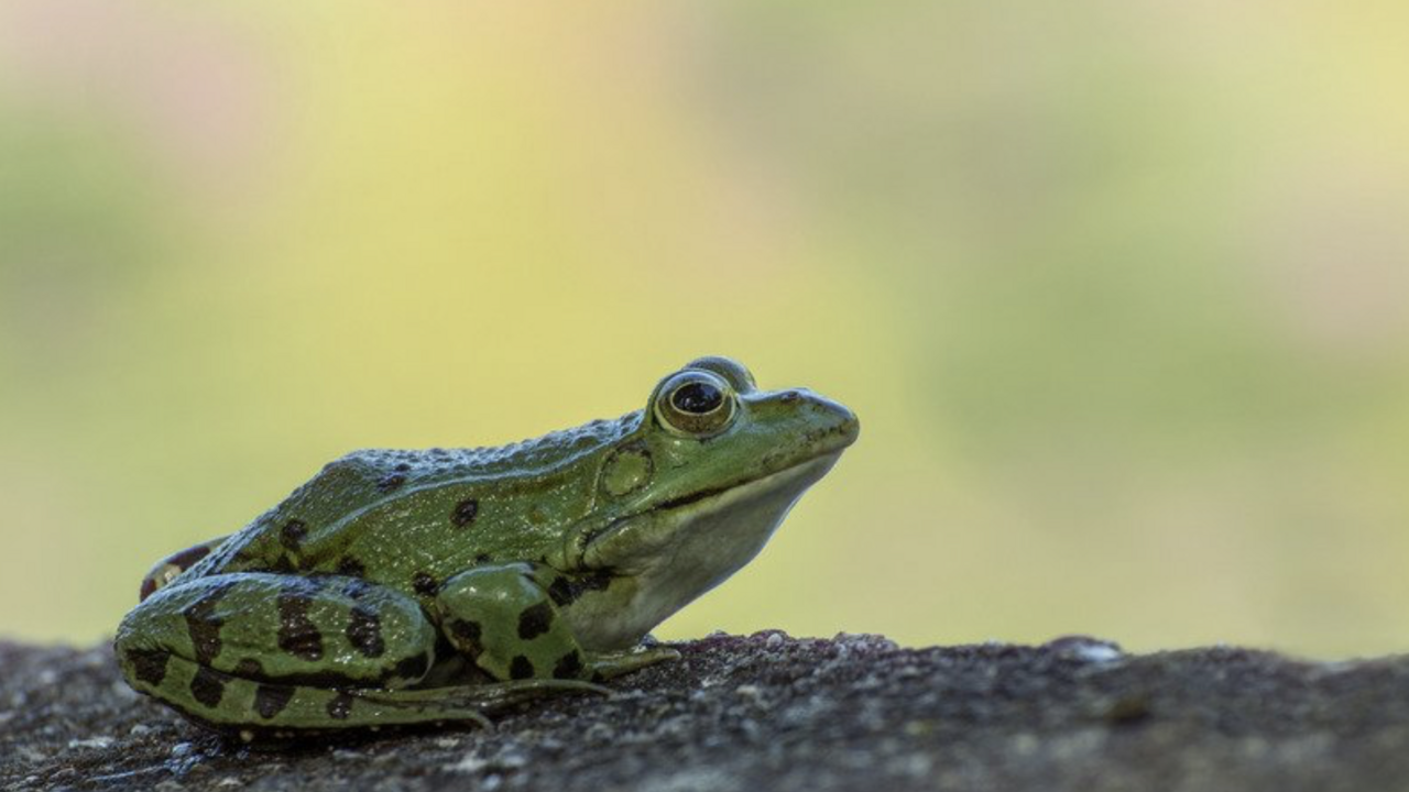 Green Frog.