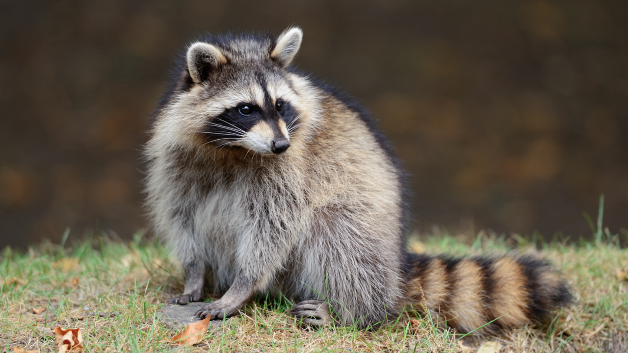 Raccoon.