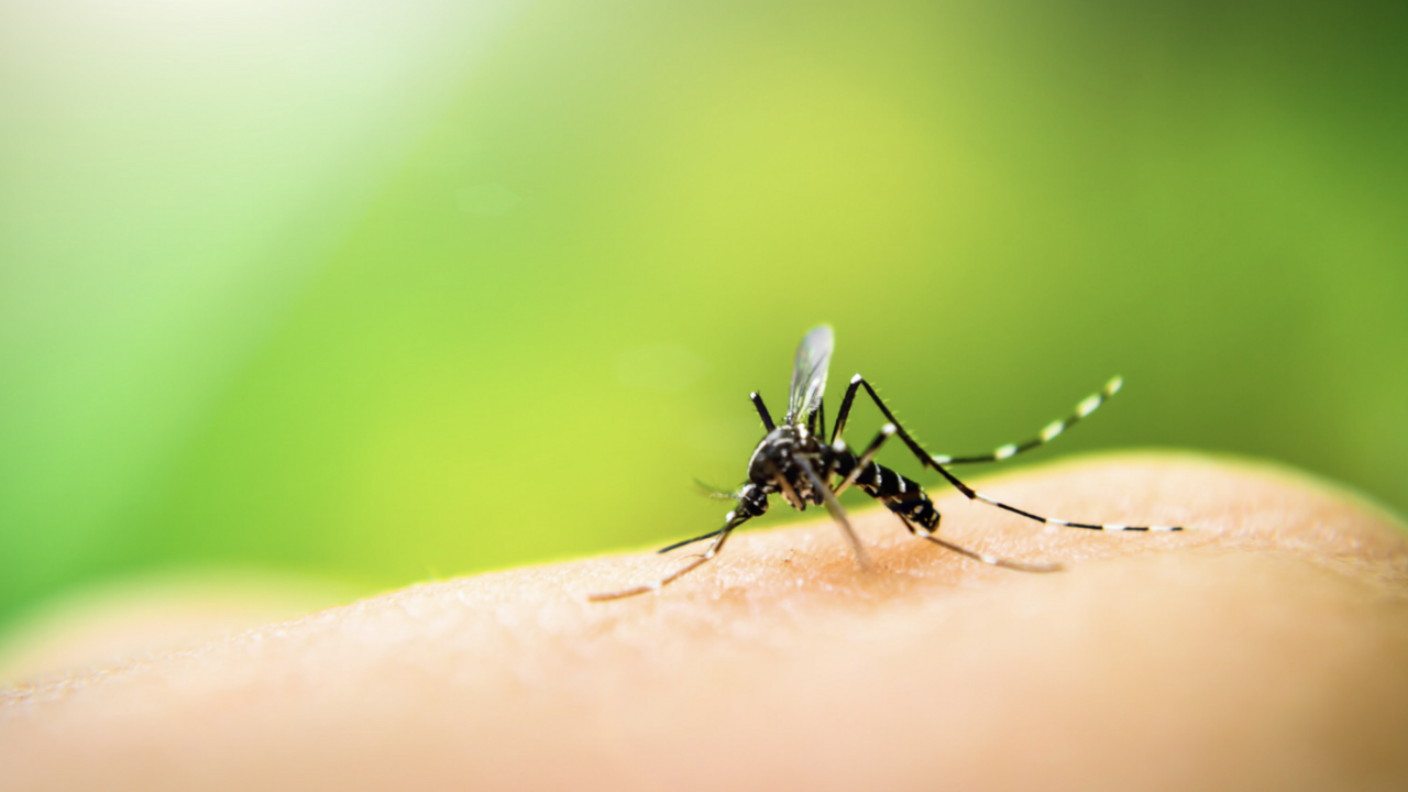 Mosquito 