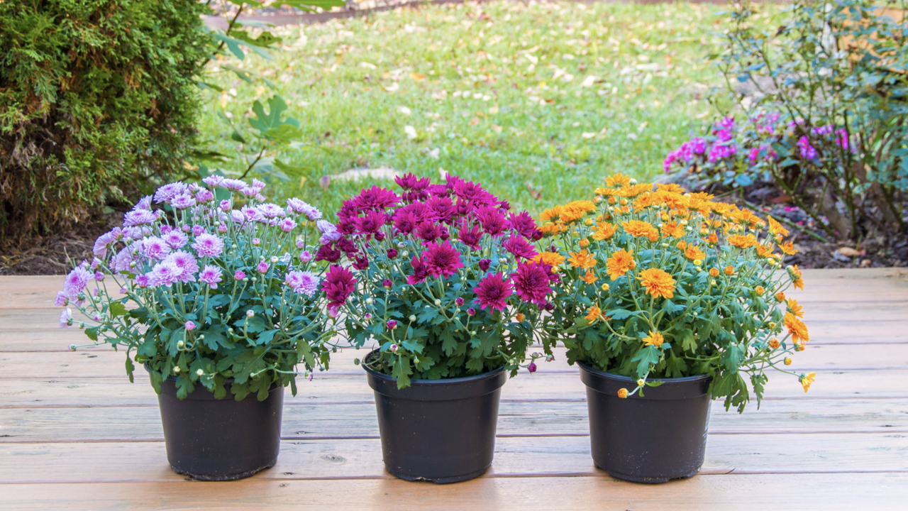 Purple, pink, and orange mums.