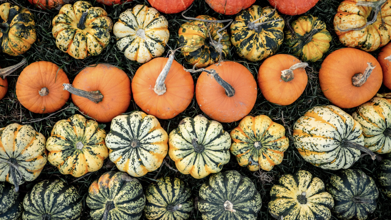 Different colored pumpkins in a line. 