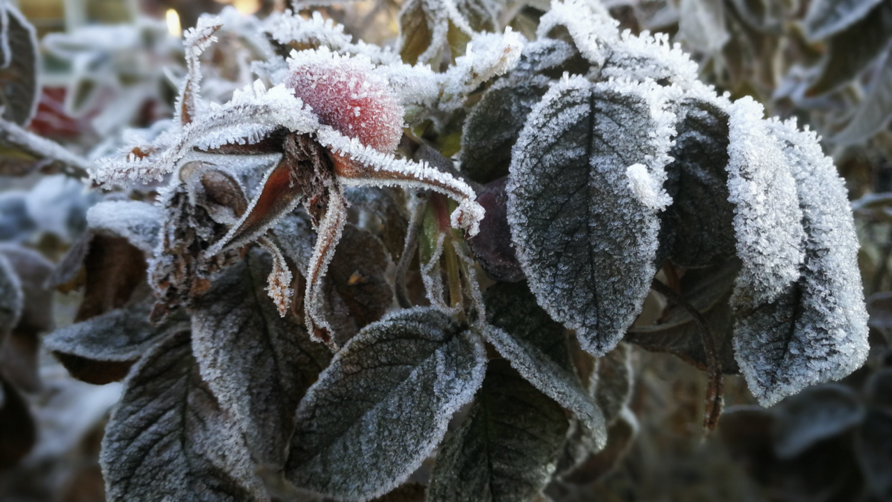 Frozen plants.