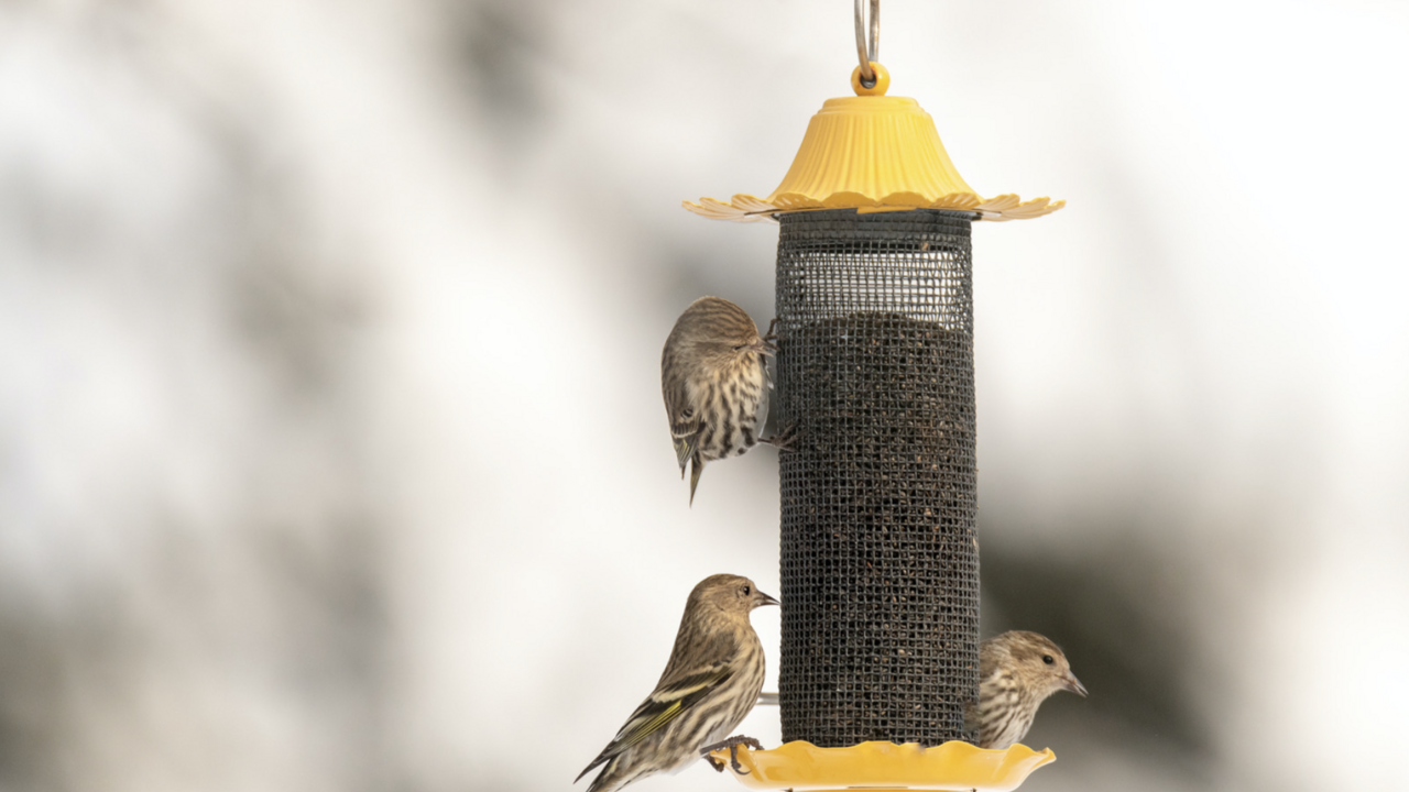 Three birds on a bird feeder.