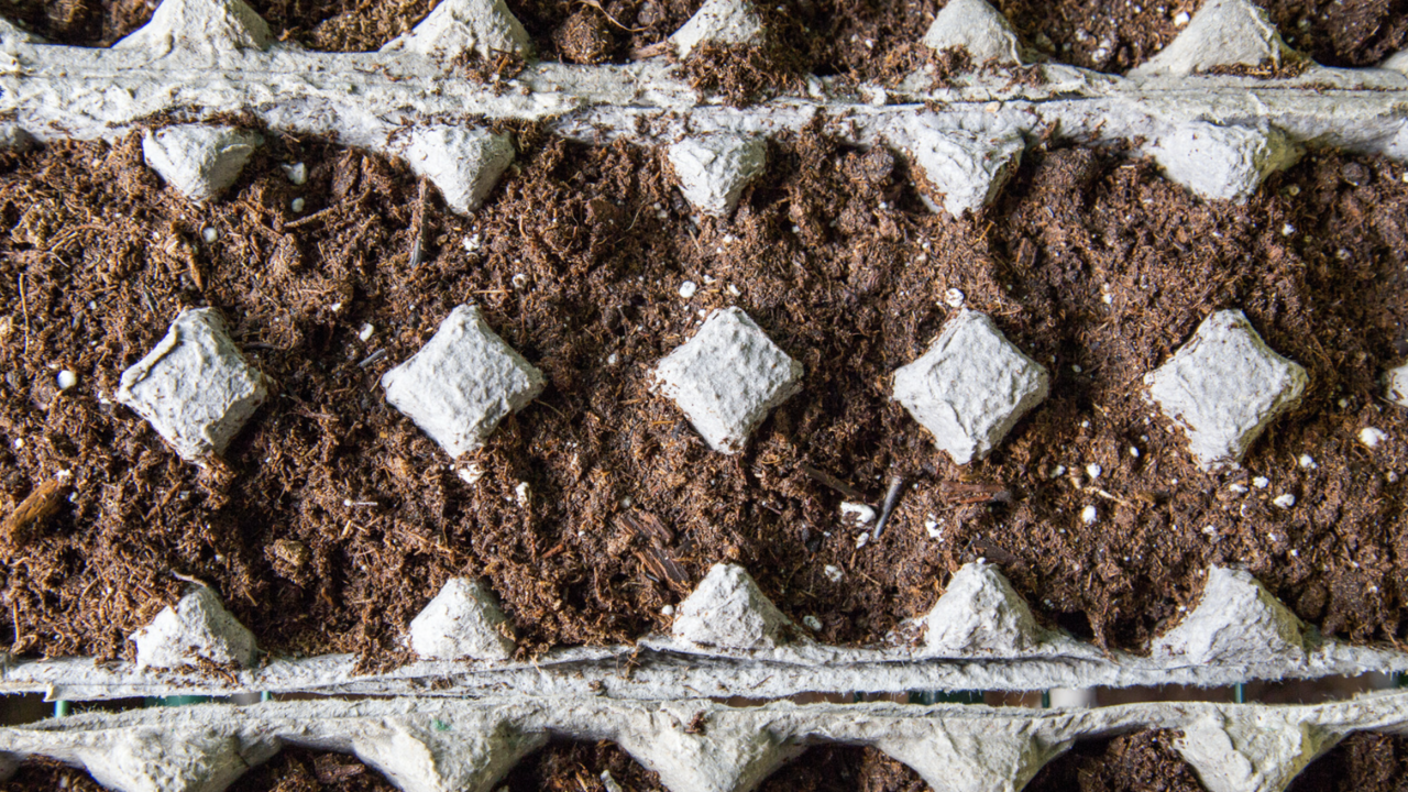 Soil in egg carton.
