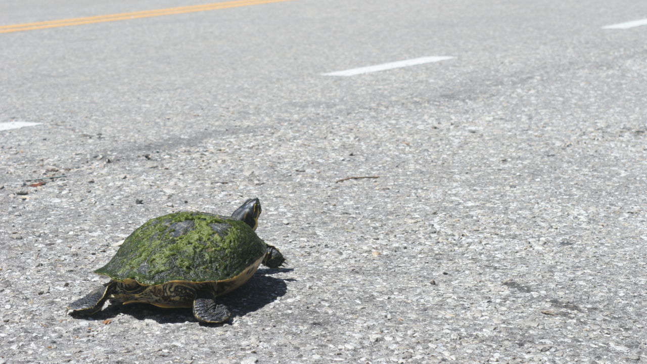 Turtle crossing the road