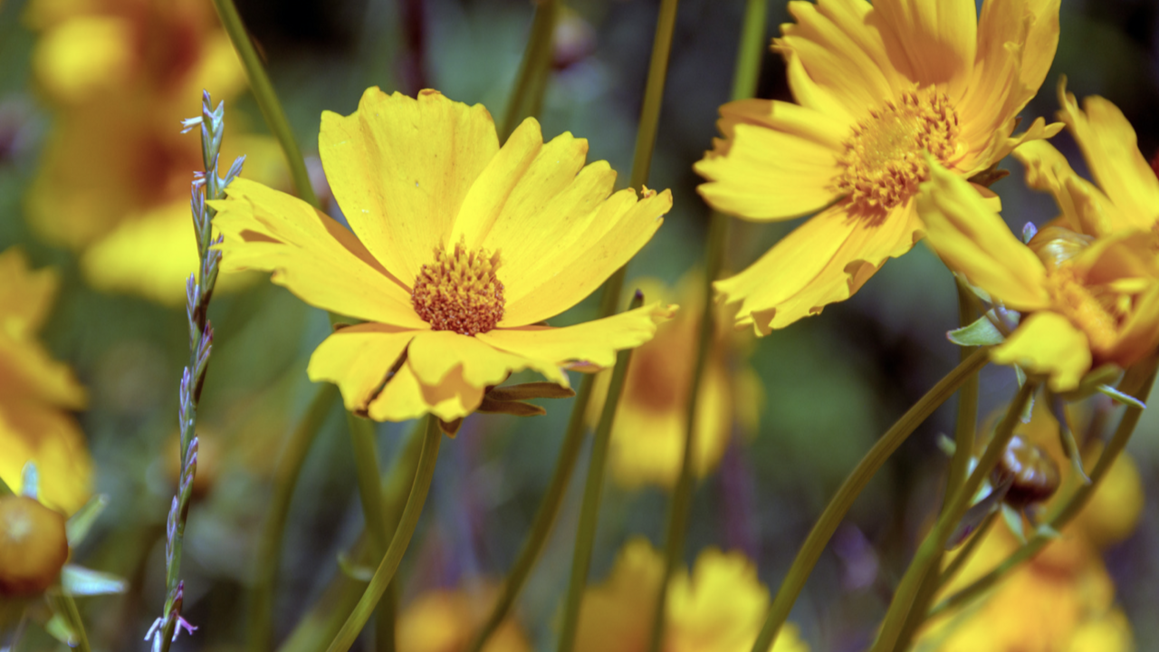 Yellow coreopsis flowers.