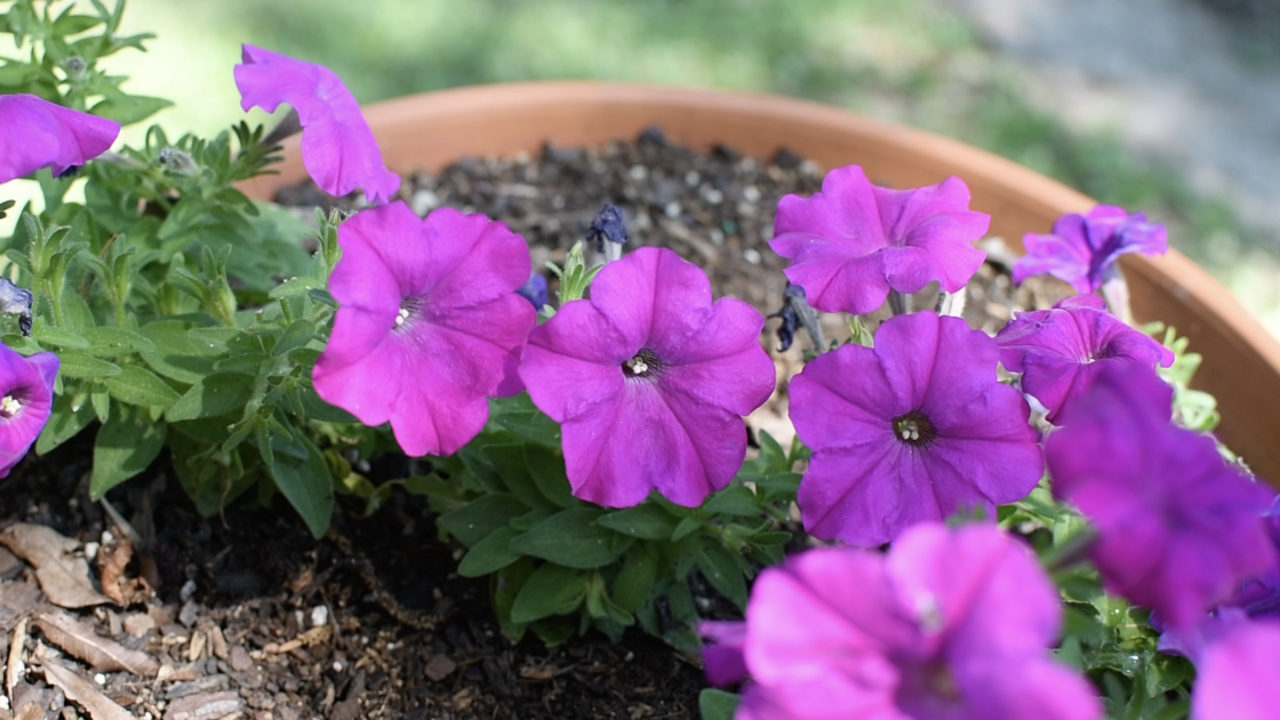 Purple petunias.