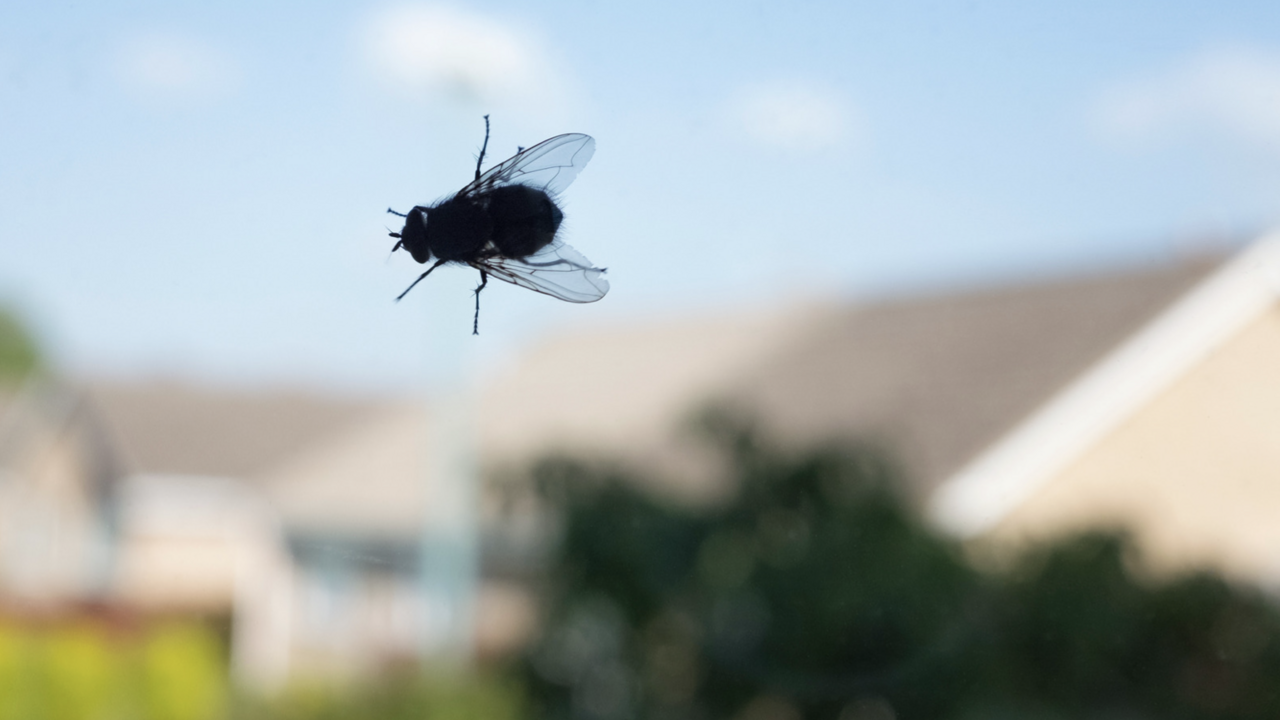 A fly on a window with homes in the background.