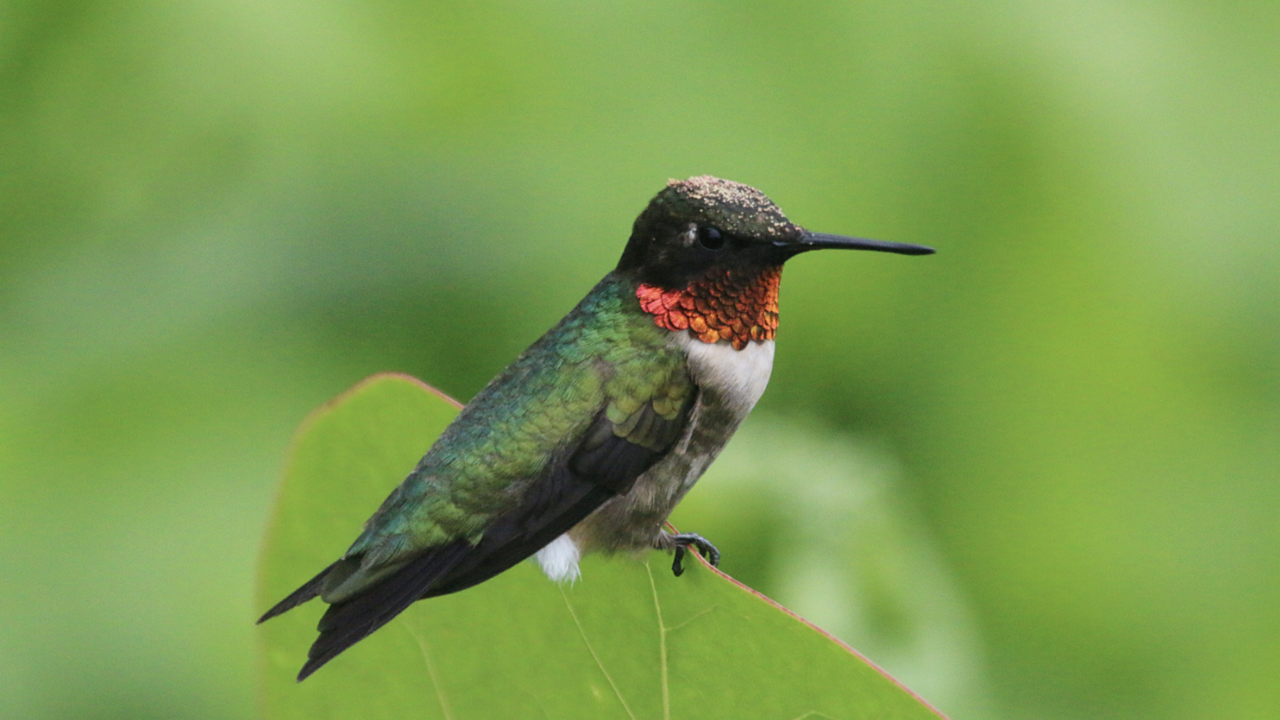 Ruby throated hummingbird on a leaf.