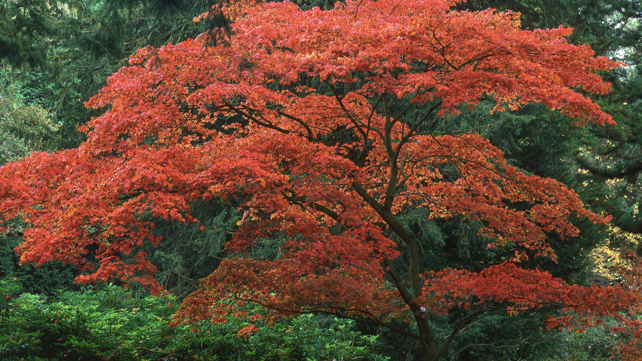 Japanese Maple Tree