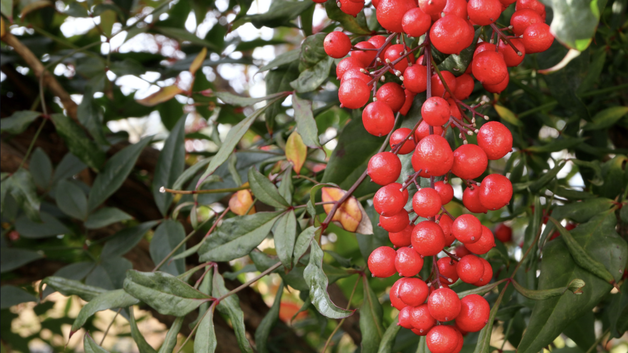 Red Nandina berries.