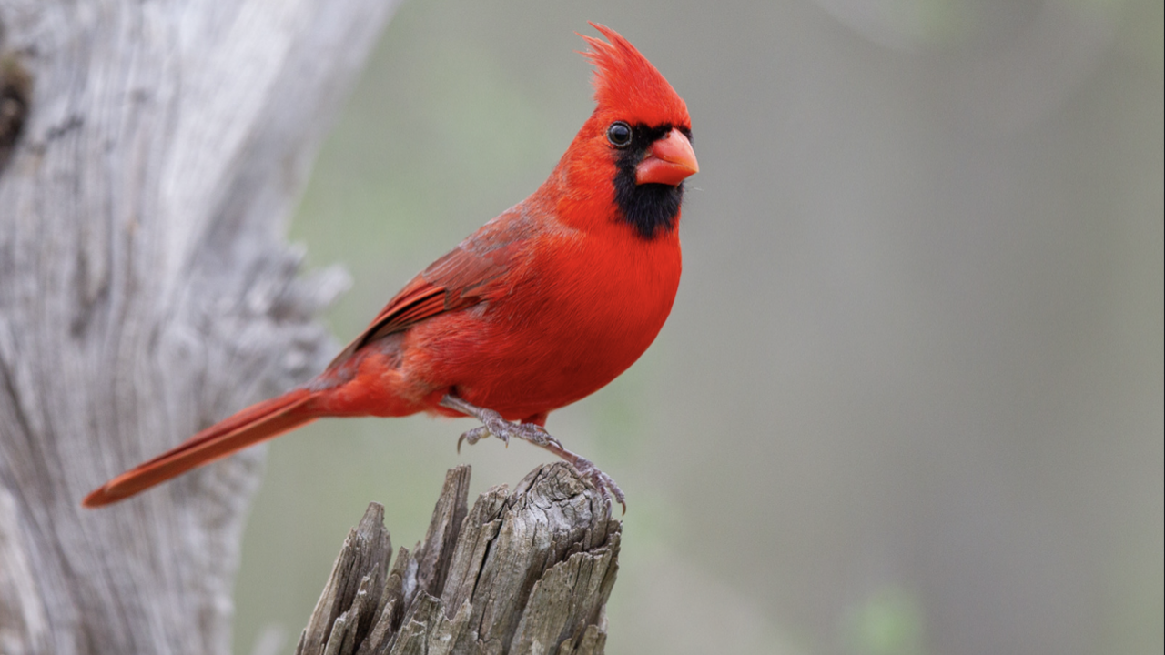 Red northern cardinal.