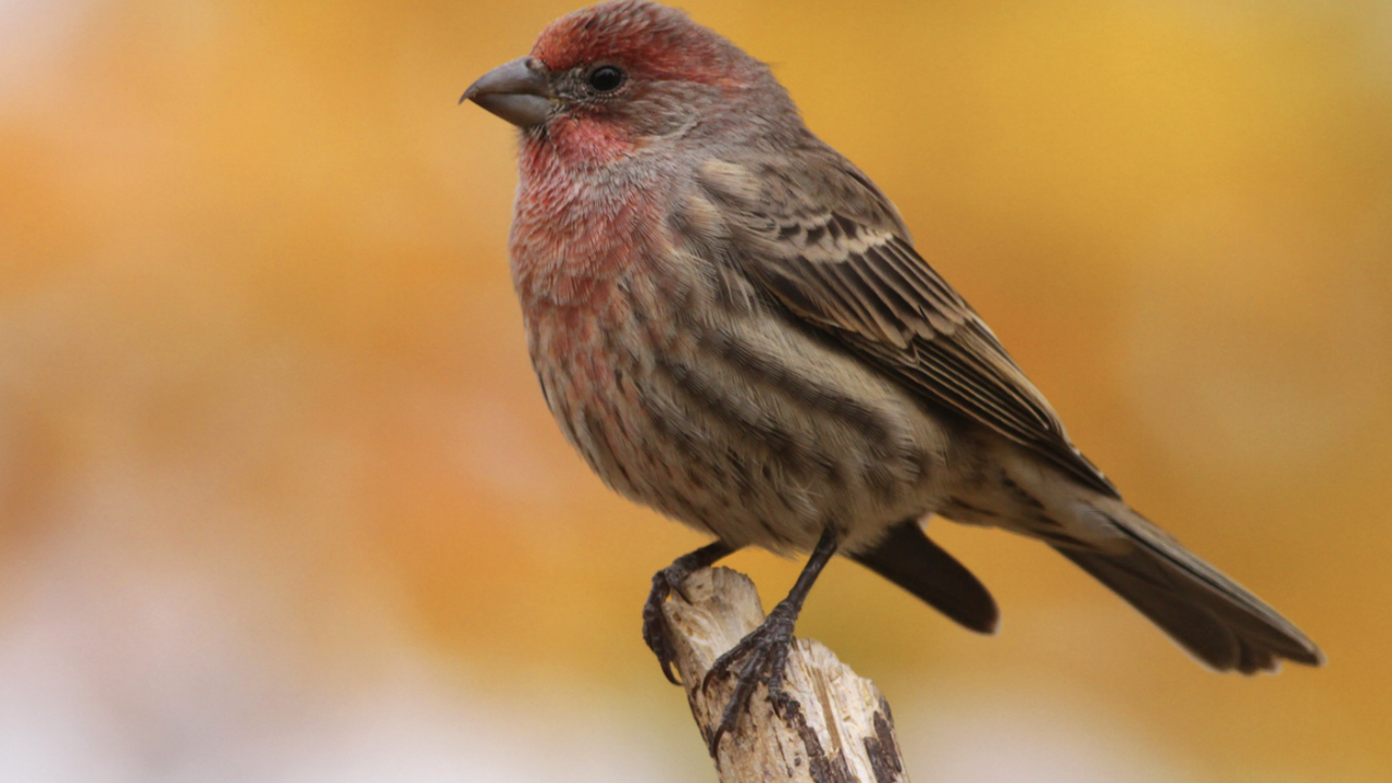 House Finch.
