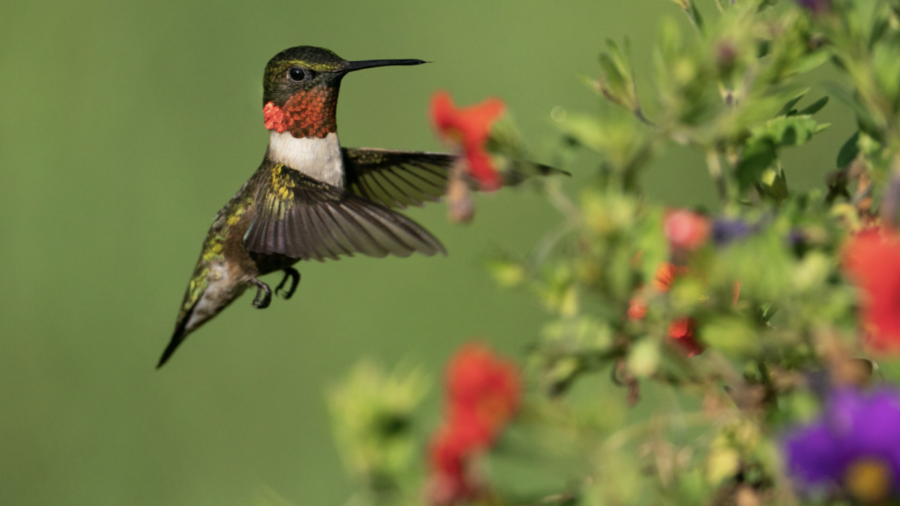 Hummingbird next to red flowers.