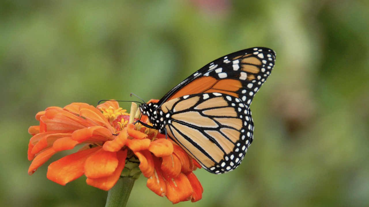 A monarch butterfly on an orang flower. 