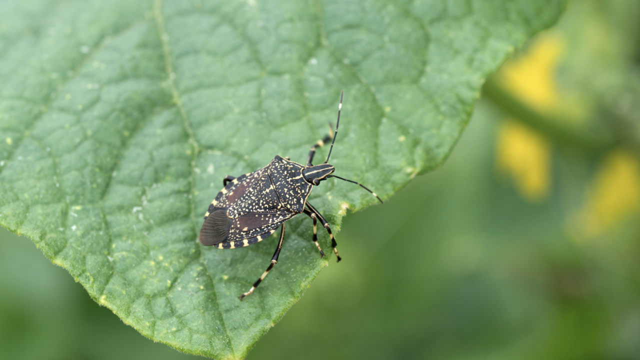 Stink bug on a leaf.