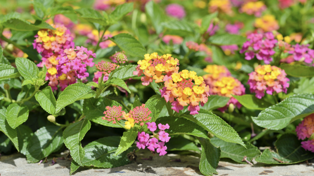 Pink and yellow lantana. 