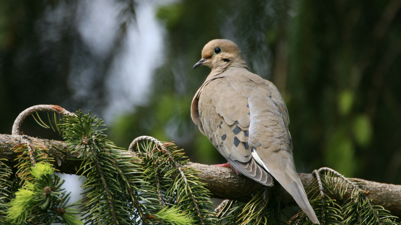 Mourning Dove on a branch.