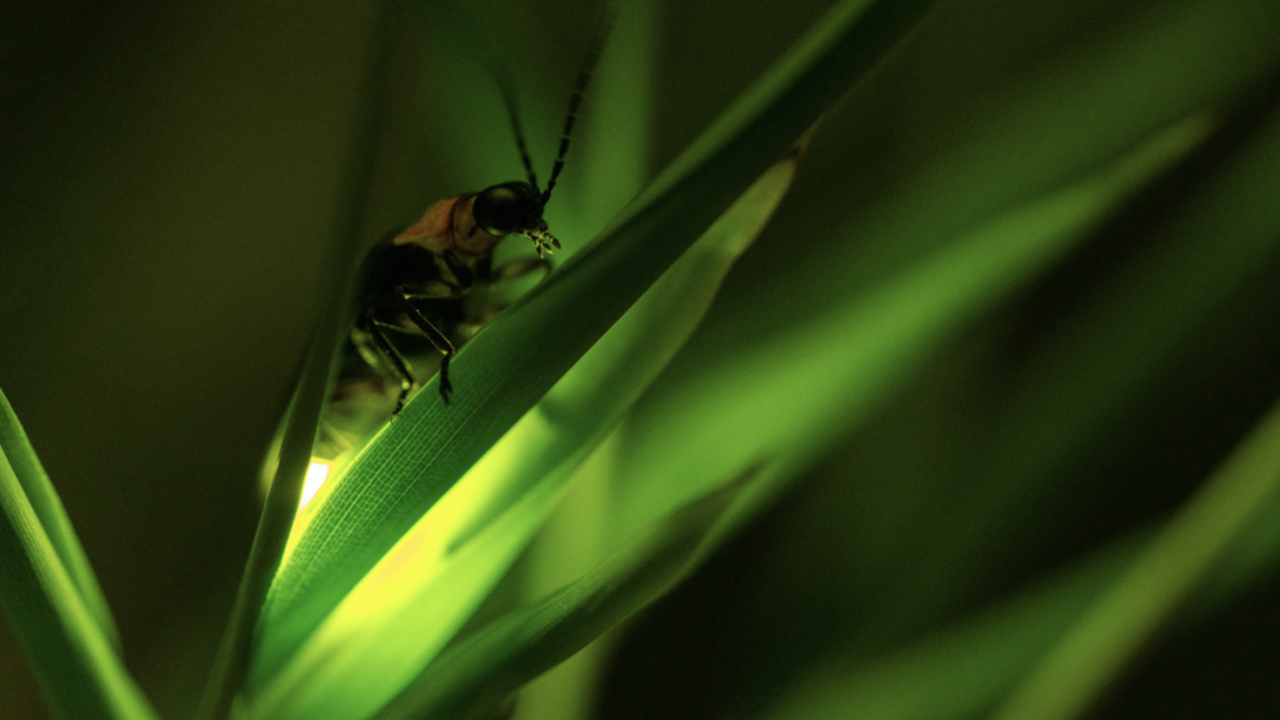 Firefly lighting up.